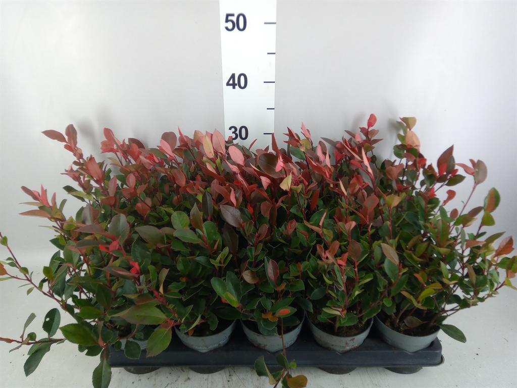 Photinia Little Red Robin 11Ø 32cm
