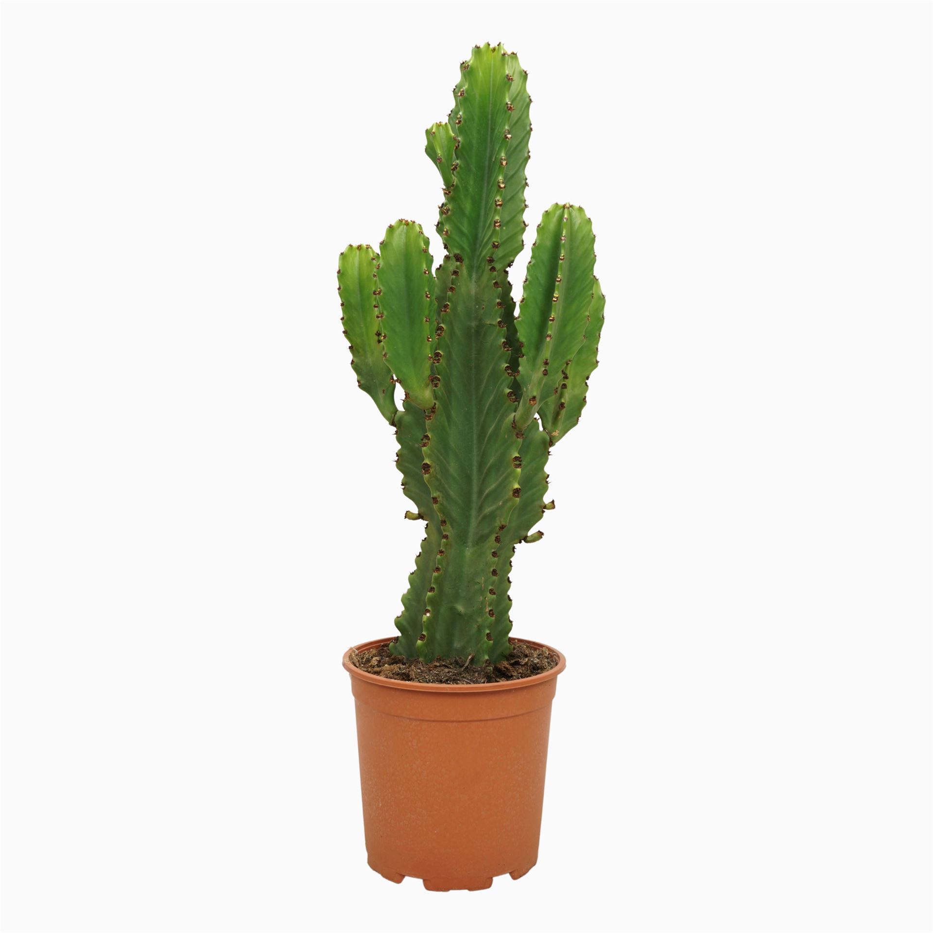 Euphorbia Ingens 21Ø 60cm