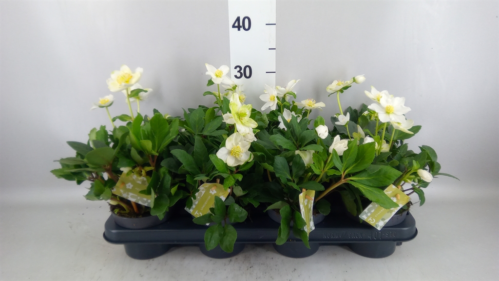 Helleborus Advent Star 12Ø 25cm