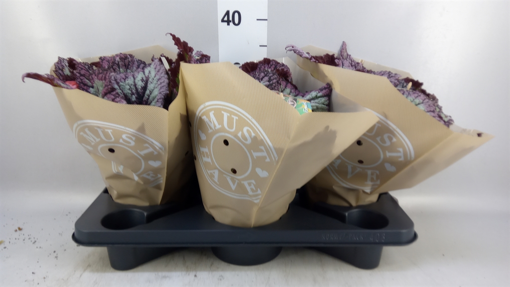 Beg Blad Overig 17Ø 35cm