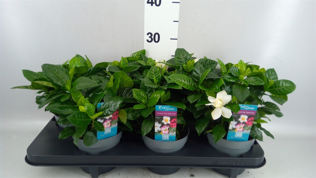 Gardenia 13Ø 23cm