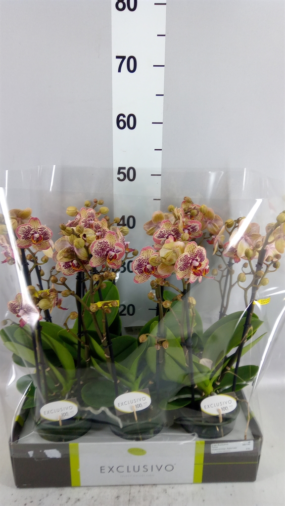 Phal Mf Ov Geel 12Ø 45cm