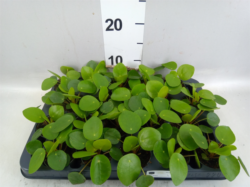 Pilea Peperomoides 505Ø 10cm