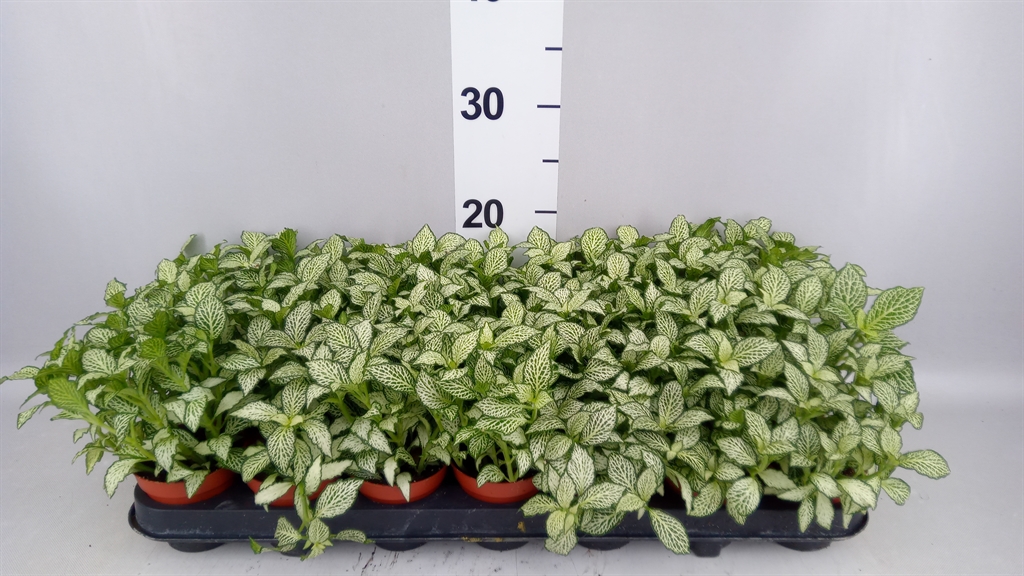 Fittonia Mosaic White Forest Flame 8Ø 15cm