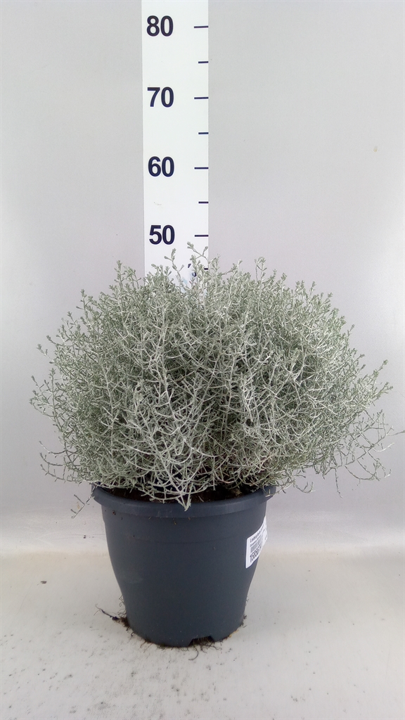 Leucophyta Brownii 23Ø 45cm
