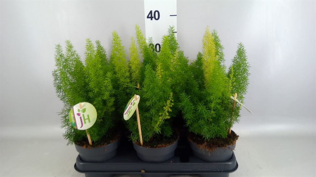 Asparagus Densiflorus Myers 12Ø 30cm