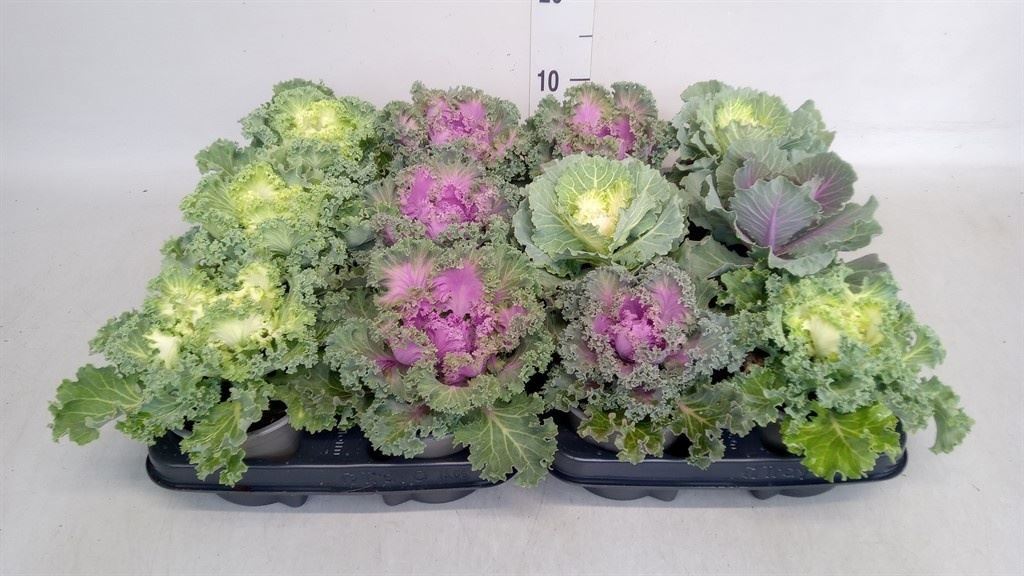 Brassica Oleracea 12Ø 20cm