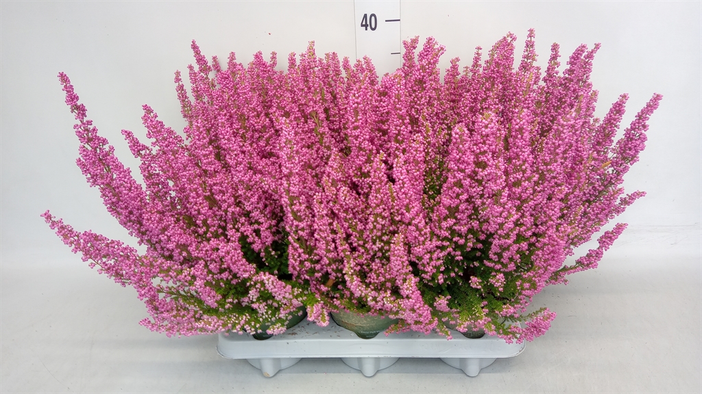Erica Gracilis Beauty Queen Sylvia 12Ø 30cm