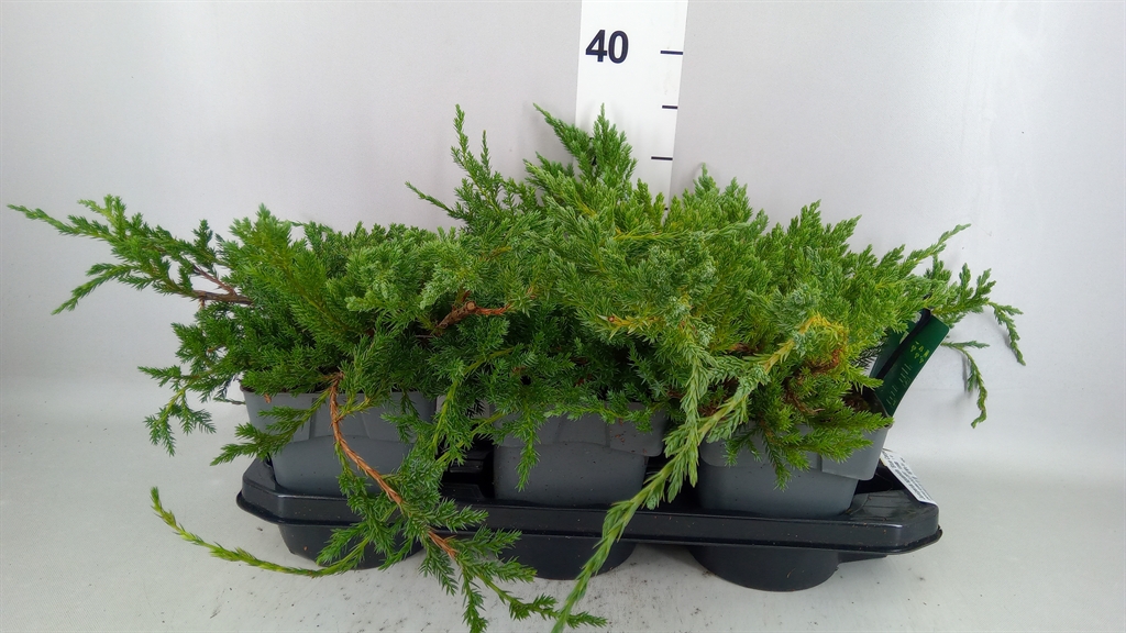 Juniperus Blue Carpet 17Ø 25cm