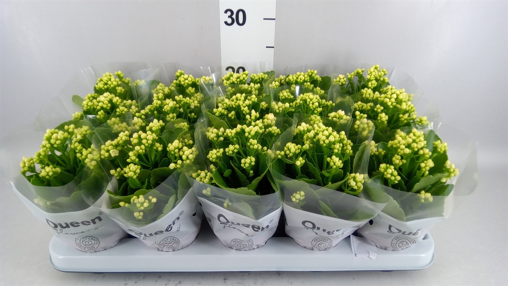 Kalanchoe Double Rose Flowers Sia 9Ø 17cm