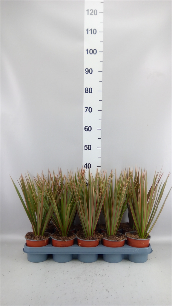 Dracaena Bicolor 12Ø 35cm