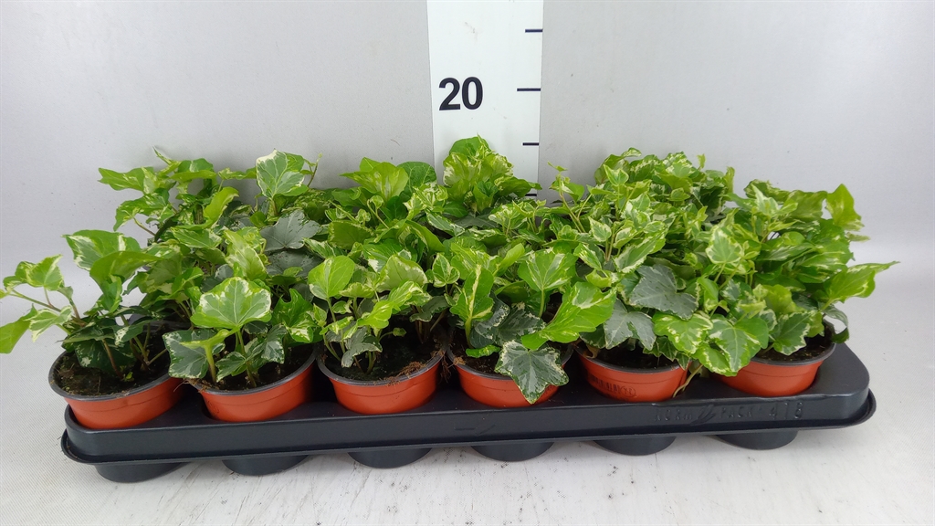 Hedera Helix Harlekijn 9Ø 10cm