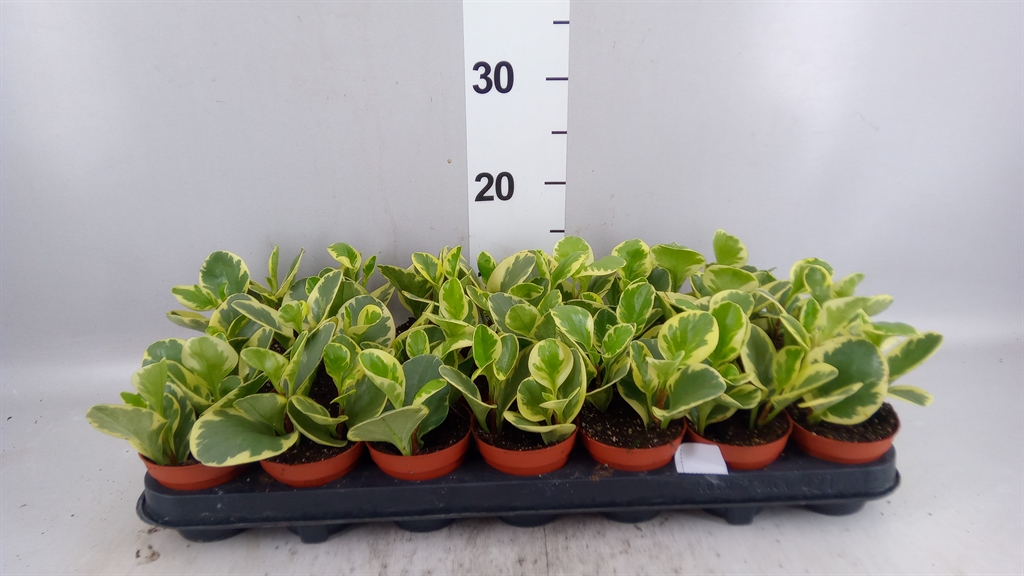Pep Obt Varieg 508Ø 12cm