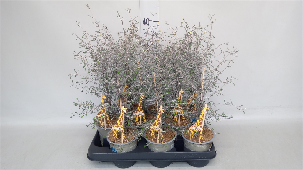 Corokia Cotoneaster 11Ø 30cm