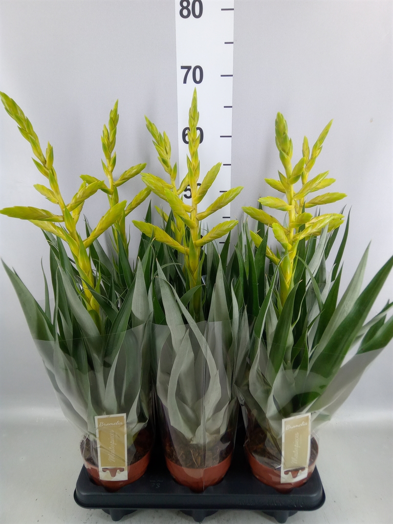 Tillandsia Oerstediana 12Ø 65cm