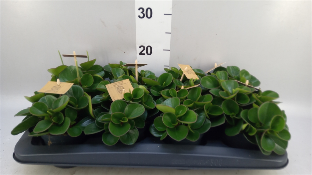 Peperomia Obtusifolia Obtipan 10Ø 15cm