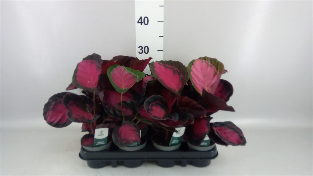 Calathea Crimson 9Ø 15cm