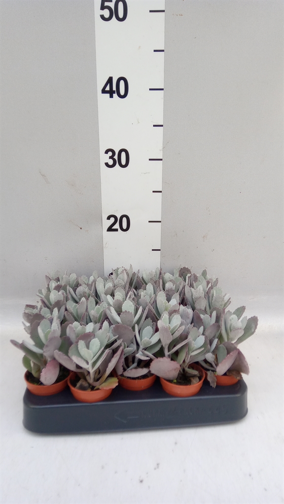 Kalanchoe Pumila 505Ø 7cm
