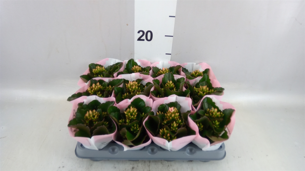 Kal En Ef Emilie 6Ø 14cm