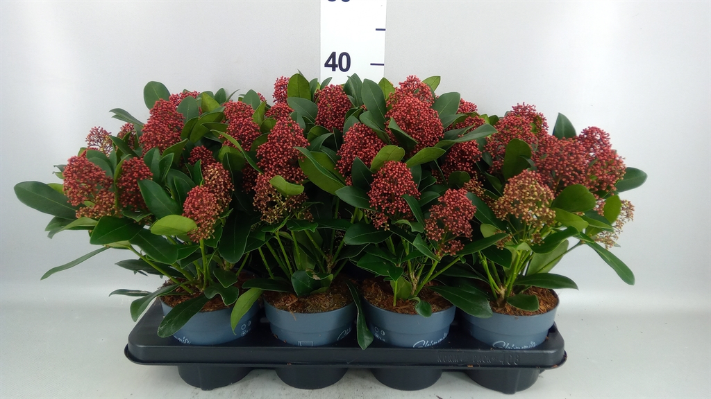 Skimmia Jap Rubella 13Ø 40cm