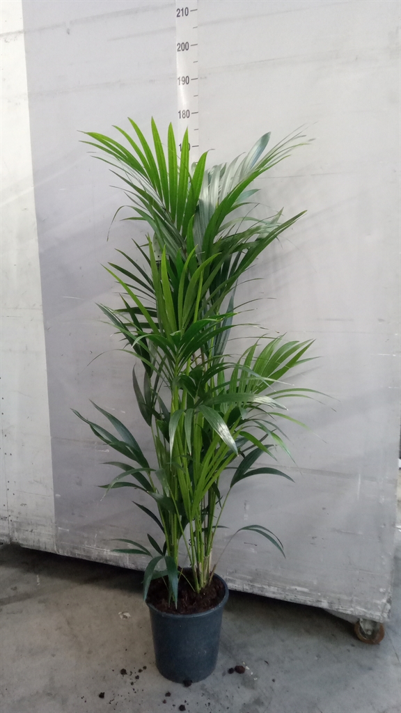 Howea Forsteriana