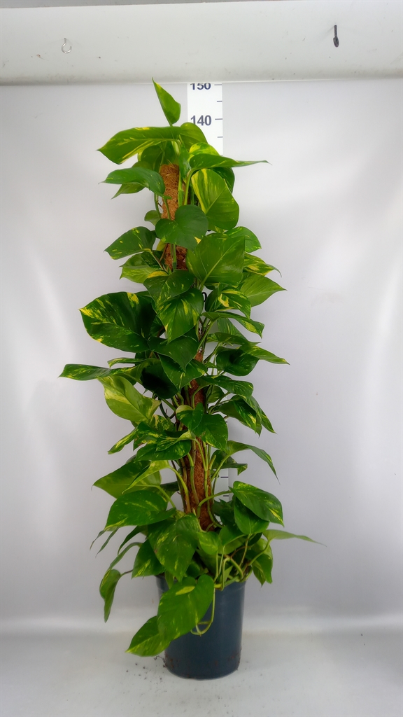 Epipremnum Moss Stick 24Ø 120cm