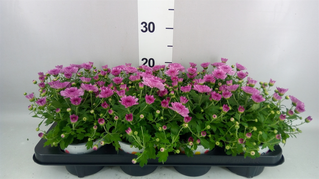 Chrysanth Ditto Dark Pink 12Ø 22cm