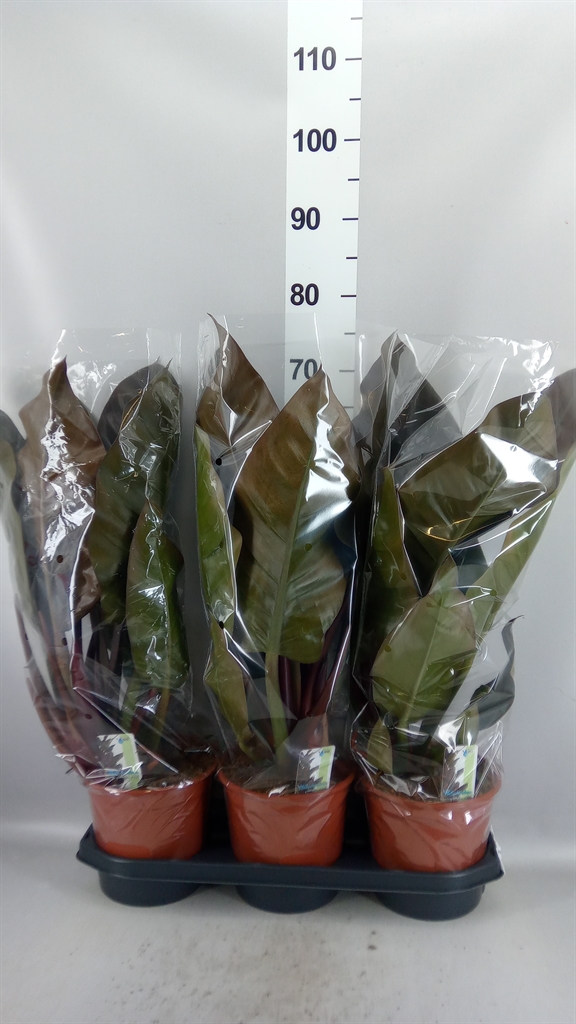 Philodendron St Tropez 19Ø 55cm
