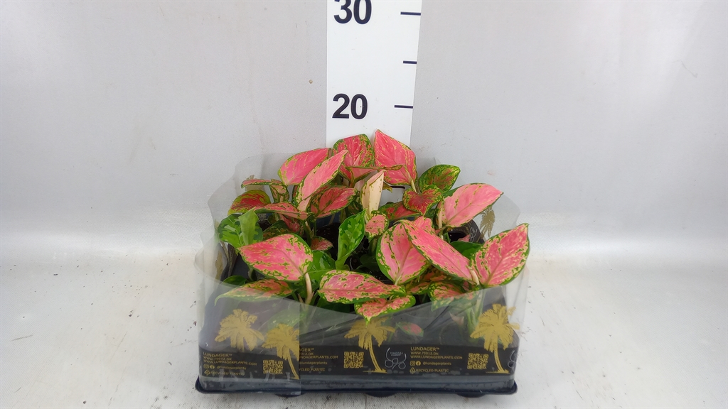 Aglao Overig 6Ø 10cm