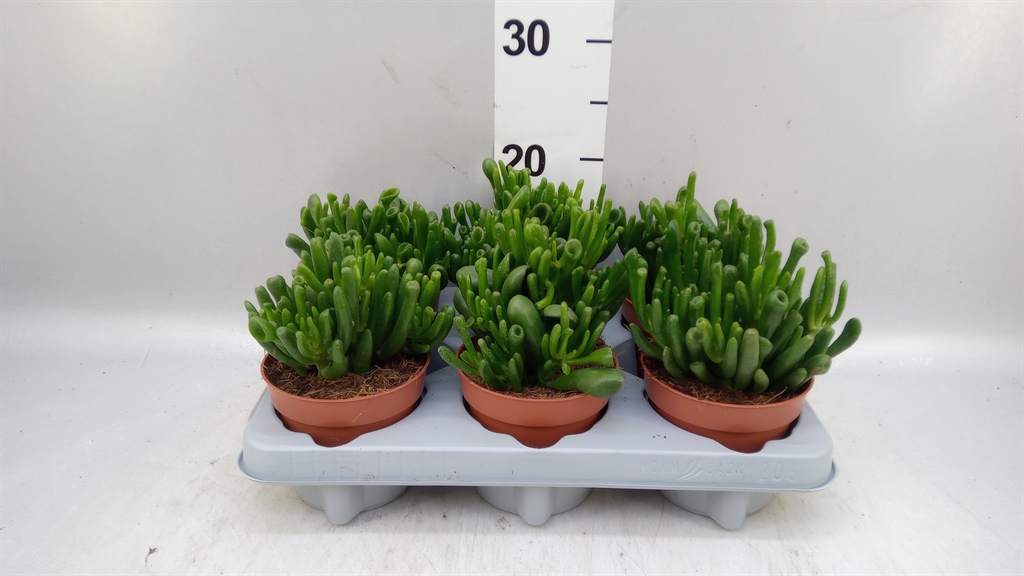 Crassula Ovata Gollum 12Ø 24cm