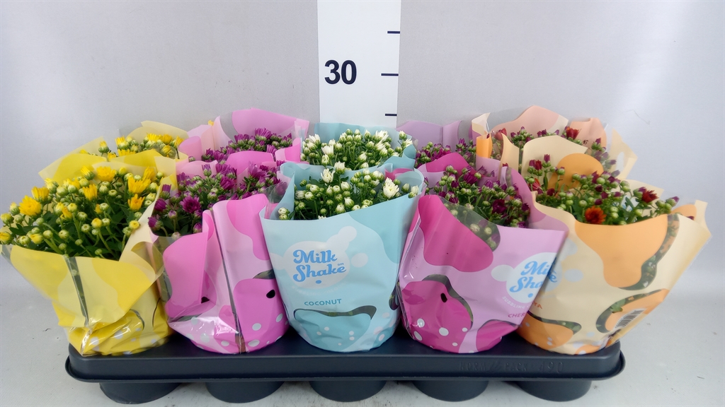Chrysanth Milkshake Mix 12Ø 23cm