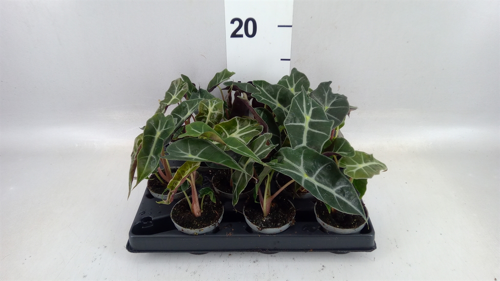 Alocasia Longiloba Silver 6Ø 25cm