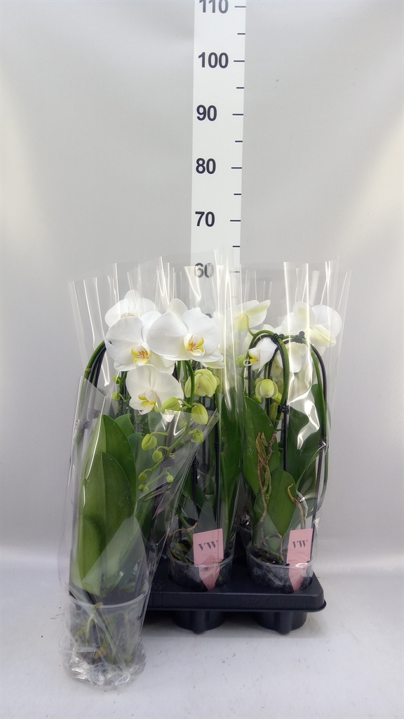 Phalaenopsis Cascade 12Ø 45cm 2st