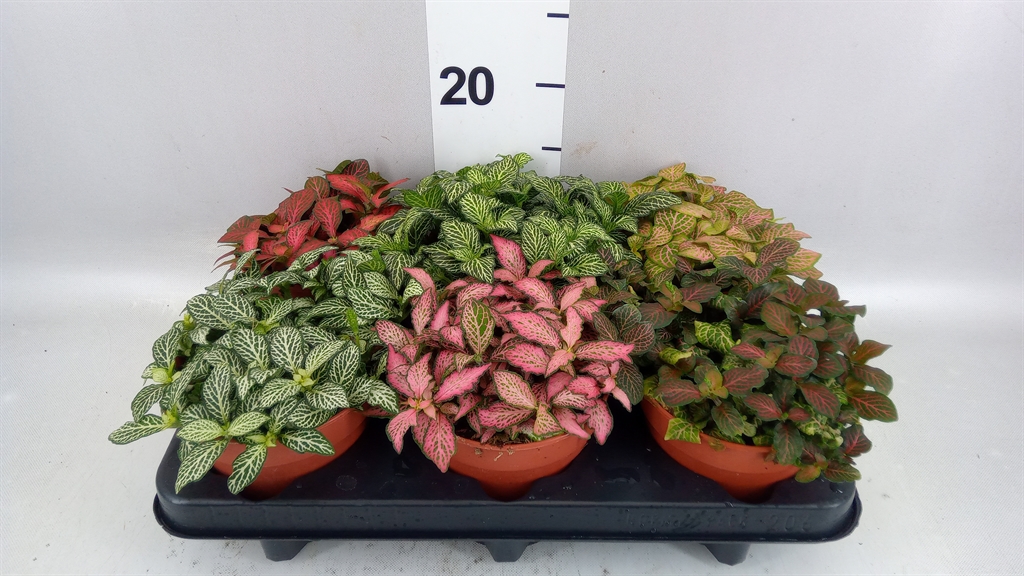 Fittonia Mix 12Ø 20cm