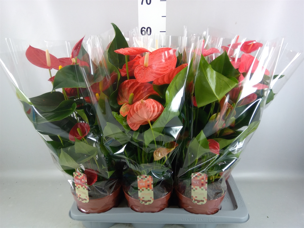 Anthurium Mix 4 Colours 17Ø 60cm