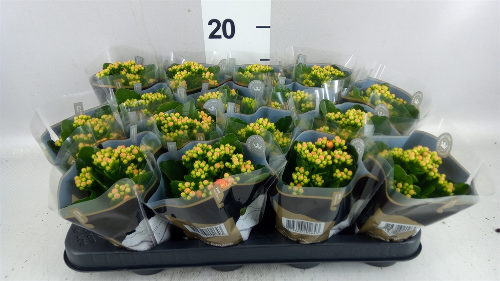 Kalanchoe Double Rosalina Don Pedro 7Ø 15cm