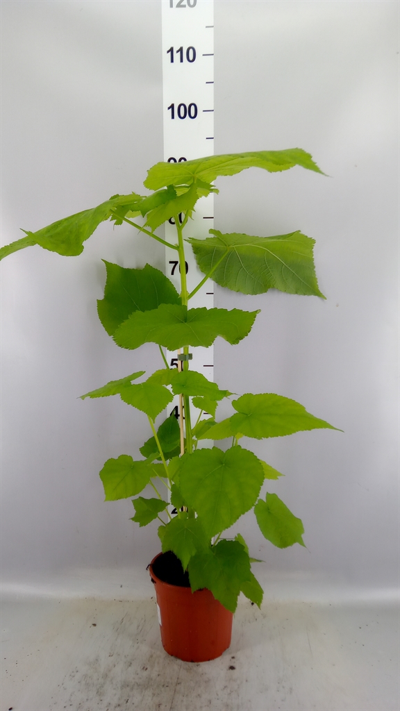 Sparmannia 17Ø 80cm