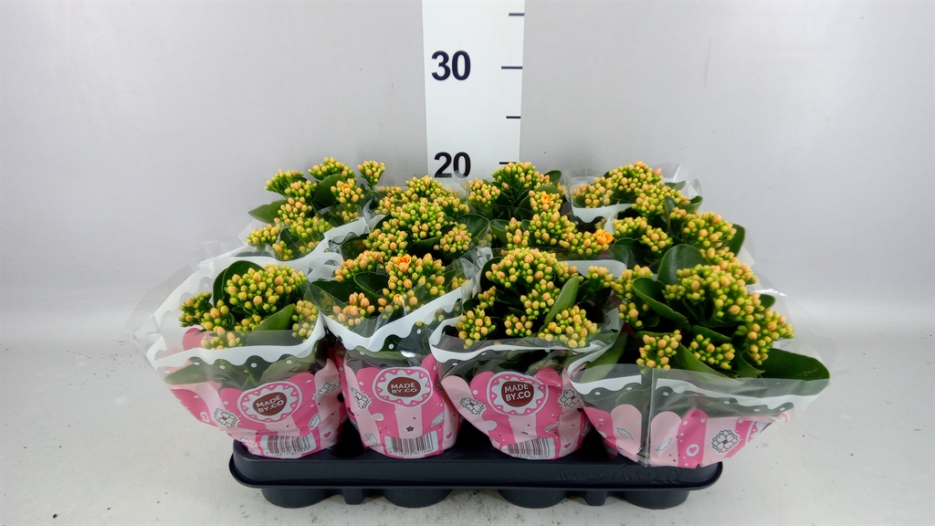 Kalanchoe Double Signal Yellow-Red 9Ø 19cm
