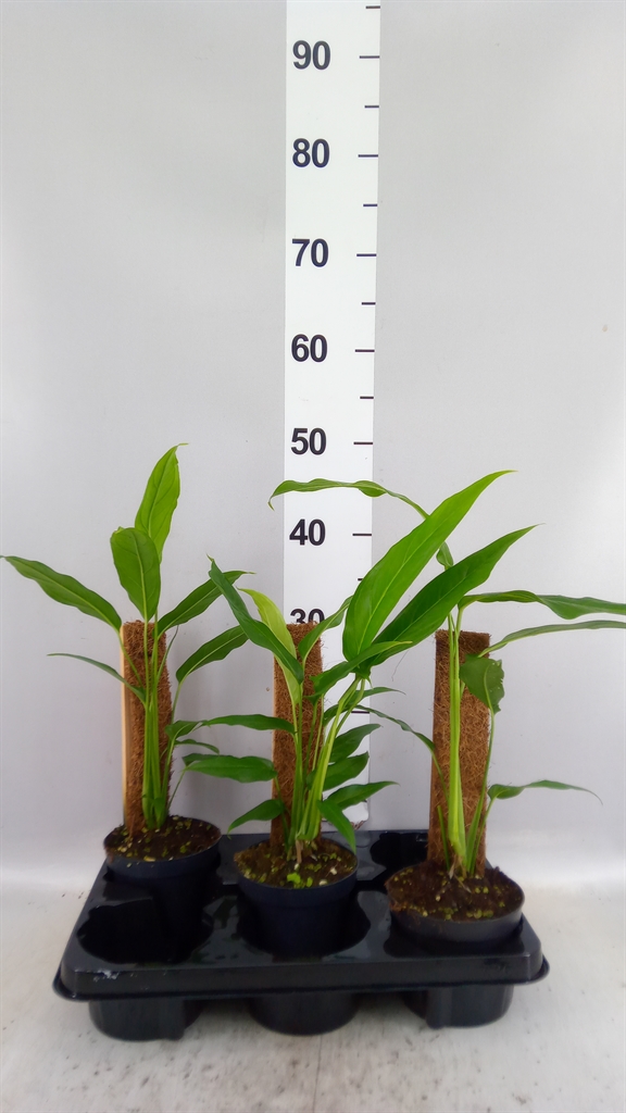 Monstera Obliqua 12Ø 40cm