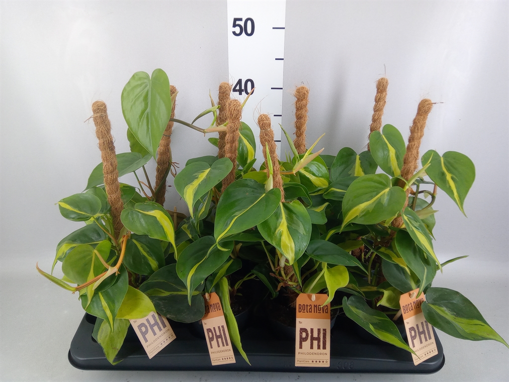 Philodendron Scandens Brasil 12Ø 40cm