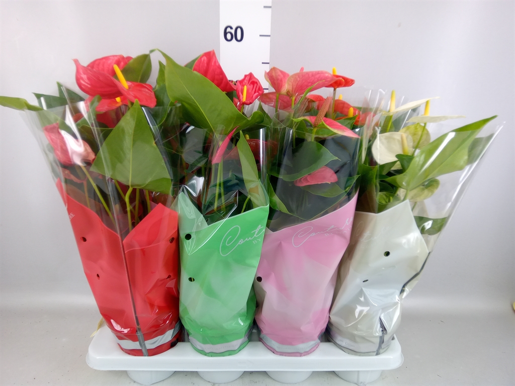 Anthurium Mix 4 Colours 14Ø 45cm