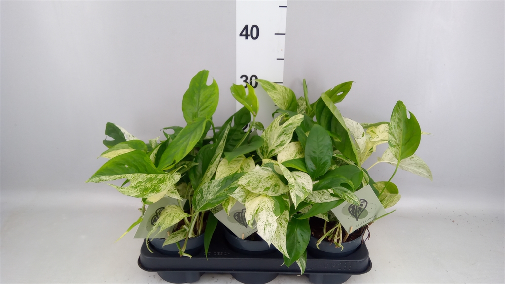 Epipremnum Pinnatum Marble Variegata 12Ø 20cm