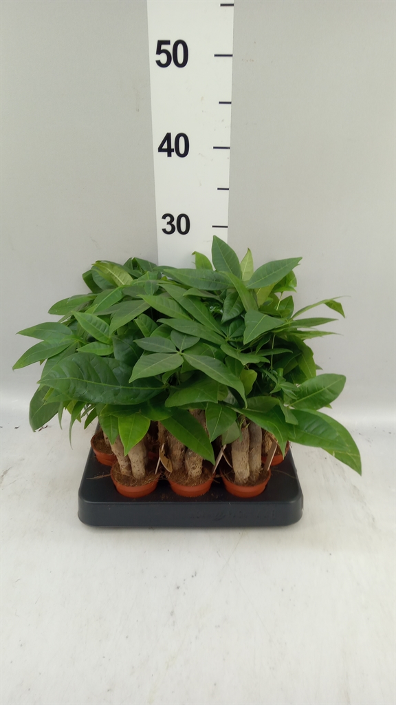 Pachira Aquatica 6Ø 18cm