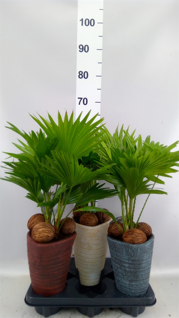 Livistona Rotundifolia 16Ø 45cm