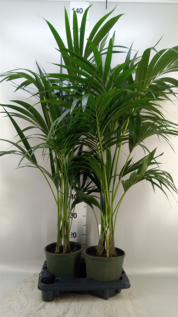 Howea Forsteriana 19Ø 110cm