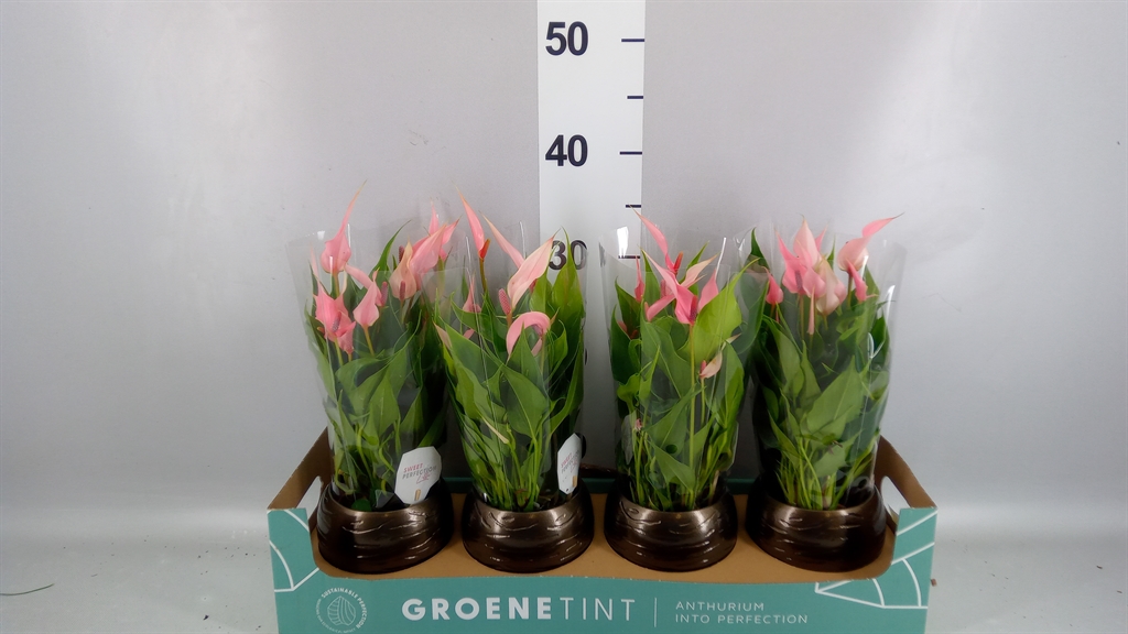 Anthurium Lilli 10Ø 30cm