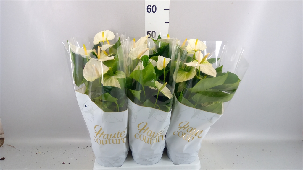 Anthurium Cocos 14Ø 50cm