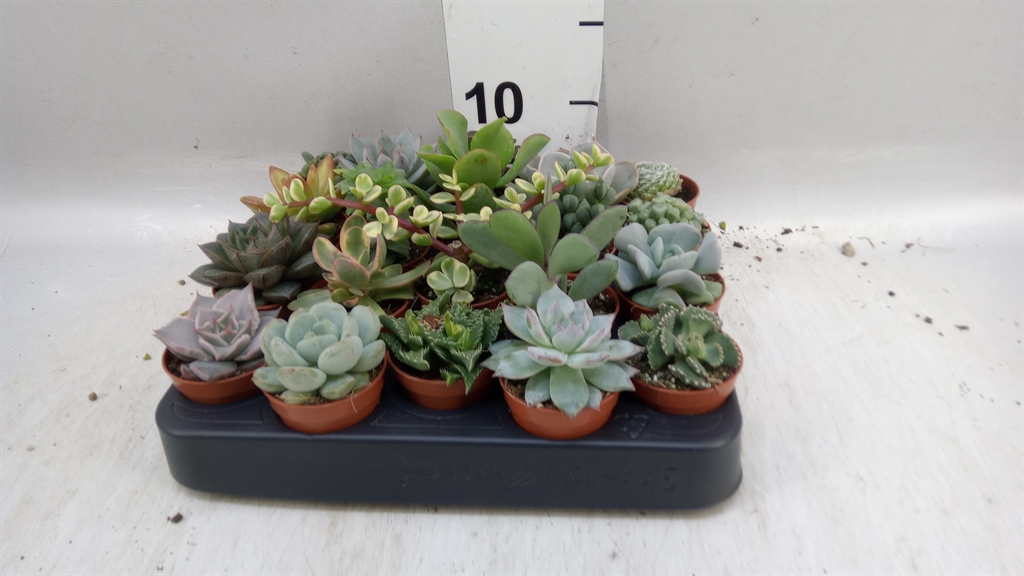 Succulenten Overig 505Ø