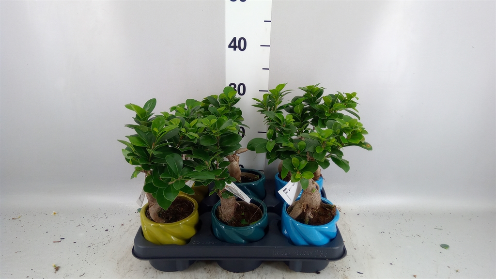 Ficus Microcarpa Ginseng 11Ø 30cm