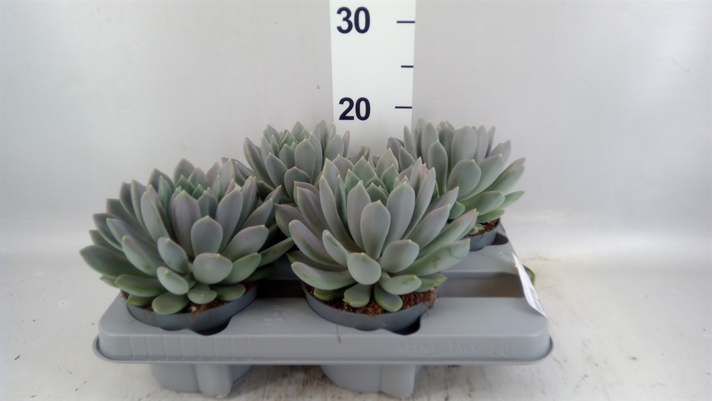 Pachyphytum Draco 13Ø